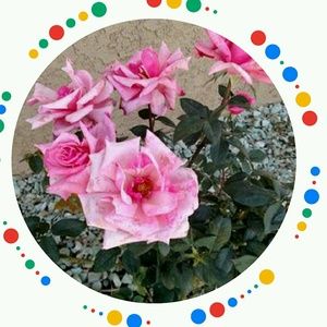 Meet your Posher, Barbara